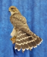 Falcon- Merlin 07