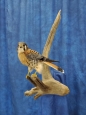 Falcon- Kestrel 10