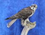 Falcon- Prairie 03