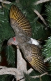 Yellow Shafted Flicker 01