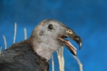 Turkey Vulture 02