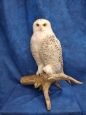 Owl- Snowy 23