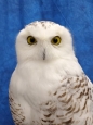 Owl- Snowy 22