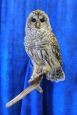 Owl- Barred 07