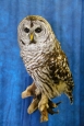 Owl- Barred 08