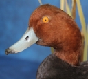 Duck- Red Head 02