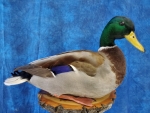 Duck- Mallard 13