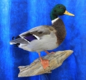 Duck- Mallard 10