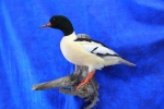 Duck- Common Merganser 01