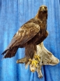 Eagle- Golden 16