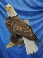 Eagle- Bald 33