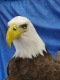 Eagle- Bald 34