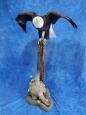 Eagle- Bald 35