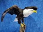 Eagle- Bald 36