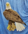 Eagle- Bald 13