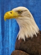 Eagle- Bald 41