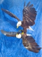 Eagle- Bald 43