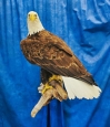 Eagle- Bald 44