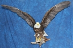 Eagle- Bald 22