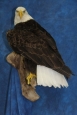 Eagle- Bald 24