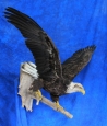 Eagle- Bald 25