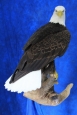 Eagle- Bald 27