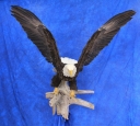 Eagle- Bald 28