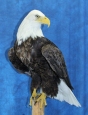 Eagle- Bald 30