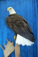 Eagle- Bald 32