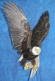 Eagle- Bald 18