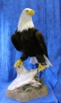 Eagle- Bald 39