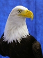 Eagle- Bald 40