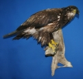 Eagle- Bald 11