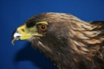 Eagle- Golden 09
