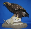 Eagle- Golden 10
