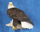 Eagle- Bald 17