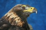 Eagle- Golden 08