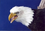 Eagle- Bald 06