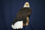Eagle- Bald 01