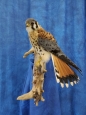 Falcon- Kestrel 09