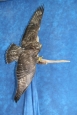 Hawk- Rough Legged 05; dark morph