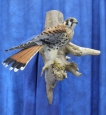 Falcon- Kestrel 12