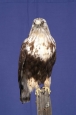 Hawk- Rough Legged 01