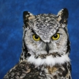 Owl- Great Horned 20
