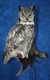 Owl- Great Horned 21