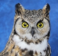 Owl- Great Horned 23