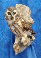 Owl- Saw Whet 07