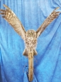 Owl- Great Grey 22