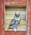 Owl- Great Horned 51