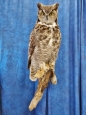 Owl- Great Horned 52
